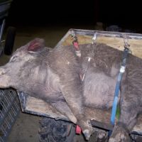 Northeastern Louisiana Bow Hunting Preserve Specializing in Wild Boar