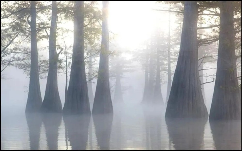 .5 Acre Lot in Wilkinson County on Lake Mary in Woodville MS featured image