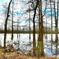 .5 Acre Lot in Wilkinson County on Lake Mary in Woodville MS images 4