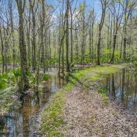 Great Duck Deer Combo in Concordia Parish images 2