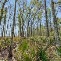 Great Duck Deer Combo in Concordia Parish images 4