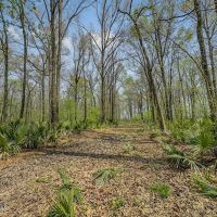 Great Duck Deer Combo in Concordia Parish images 5