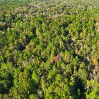 Patsaliga Creek Camp Hunting Timber Retreat images 4