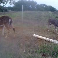 Cherokee Whitetails