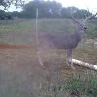 Cherokee Whitetails images 2