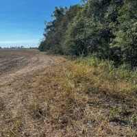 LA - Tensas 30 acres -