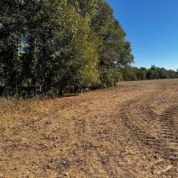 LA - Tensas 30 acres - images 2