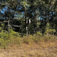 LA - Tensas 30 acres - images 3