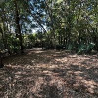 LA - Tensas 30 acres - images 4
