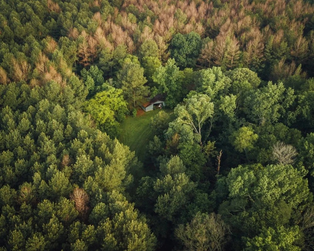 81 Acres with a Cabin in Rankin and Simpson Counties MS featured image