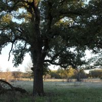 Rural acreage option 1.5 hours West of Downtown Ft. Worth images 2