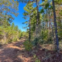 145 Acres County Road 1060 T-5 images 2