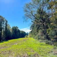 145 Acres County Road 1060 T-5 images 4