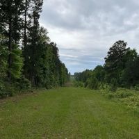145 Acres County Road 1060 T-5 images 5