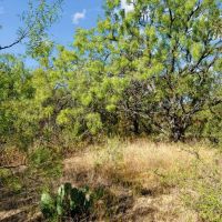 23 -Acres Tract 3 Hwy 6 Moran TX 76464 images 5