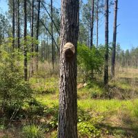 64 Acre Timberland Hunting Property Jackson Parish North LA images 5