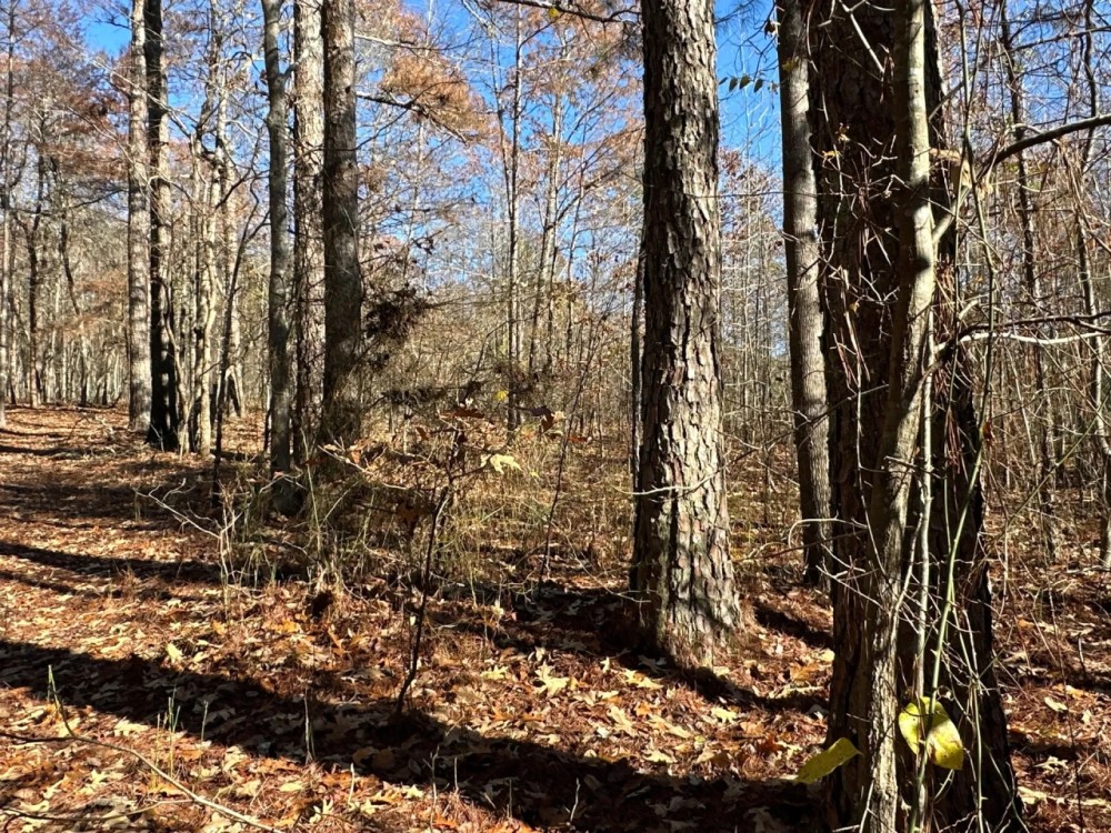 Family Compound Tract featured image