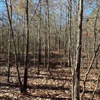 Family Compound Tract images 3