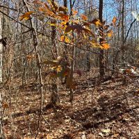 Family Compound Tract images 4