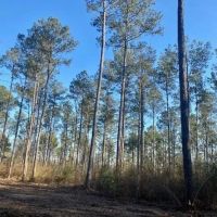 13 acres Walthall Co. images 2