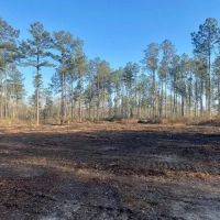 13 acres Walthall Co. images 3
