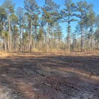 13 acres Walthall Co. images 5
