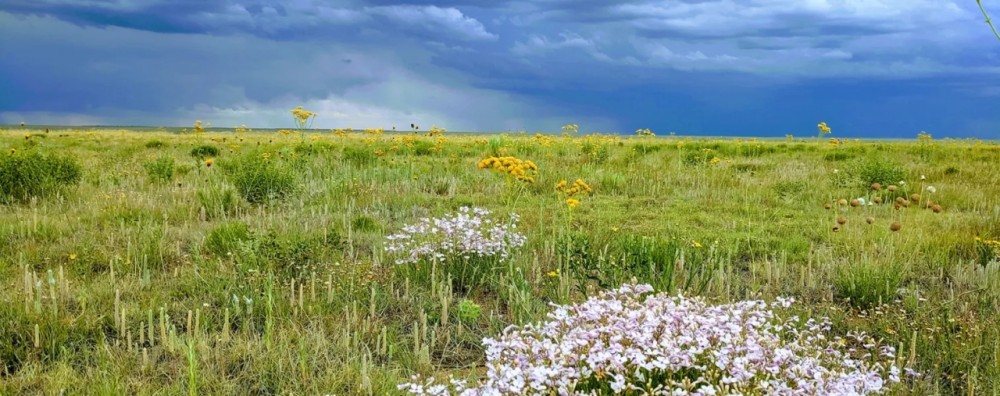 Beard Ranch featured image