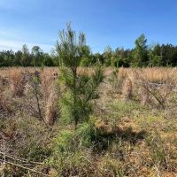 Jackson Parish Timber Tract 5A images 2