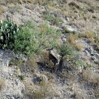 King Mountain Ranch near Midland TX images 4