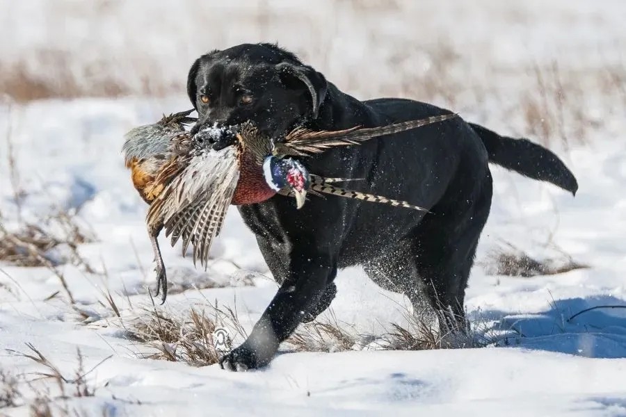 Wyoming Bird Hunting Irrigated Farm featured image