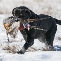 Wyoming Bird Hunting Irrigated Farm