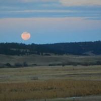 Wyoming Bird Hunting Irrigated Farm images 3