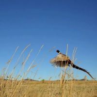 Wyoming Bird Hunting Irrigated Farm images 4
