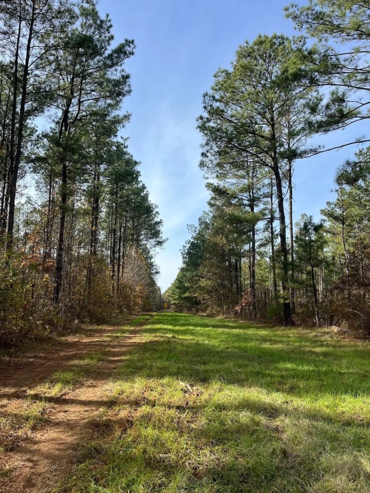 52 Acres in Claiborne Parish LA featured image