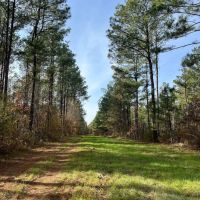 52 Acres in Claiborne Parish LA
