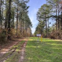 52 Acres in Claiborne Parish LA images 3