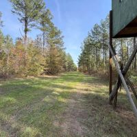 52 Acres in Claiborne Parish LA images 4