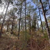 52 Acres in Claiborne Parish LA images 5