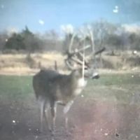 OK - Ellis 463 acres - images 3