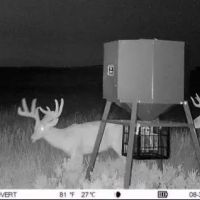 OK - Ellis 463 acres - images 4