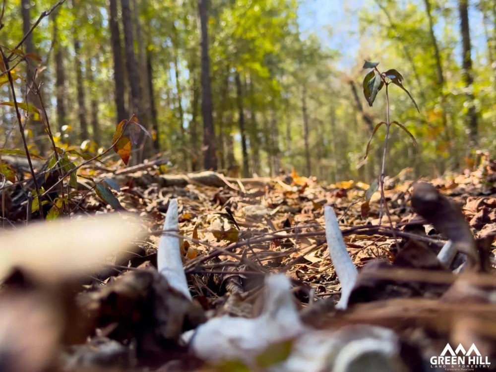 Buck Creek Hill Plantation featured image