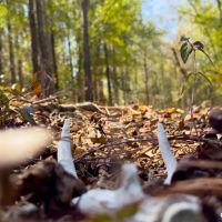 Buck Creek Hill Plantation