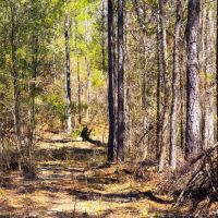 Buck Creek Hill Plantation images 5