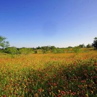 219 ac Sala Ranch on Darrs Creek in Holland TX images 3
