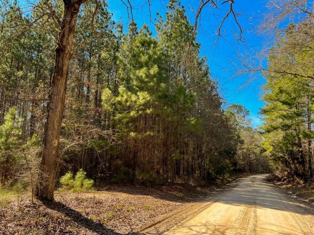 55 Acres Paces Creek T3076-10 featured image