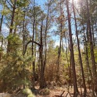 55 Acres Paces Creek T3076-10 images 5