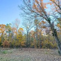 23 Acres Hwy 37 T-7 Kiskadee images 4