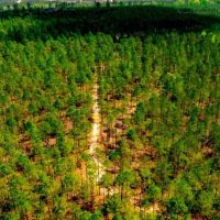 Tiger Creek Timber