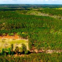 Tiger Creek Timber images 2