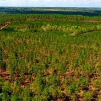 Tiger Creek Timber images 4
